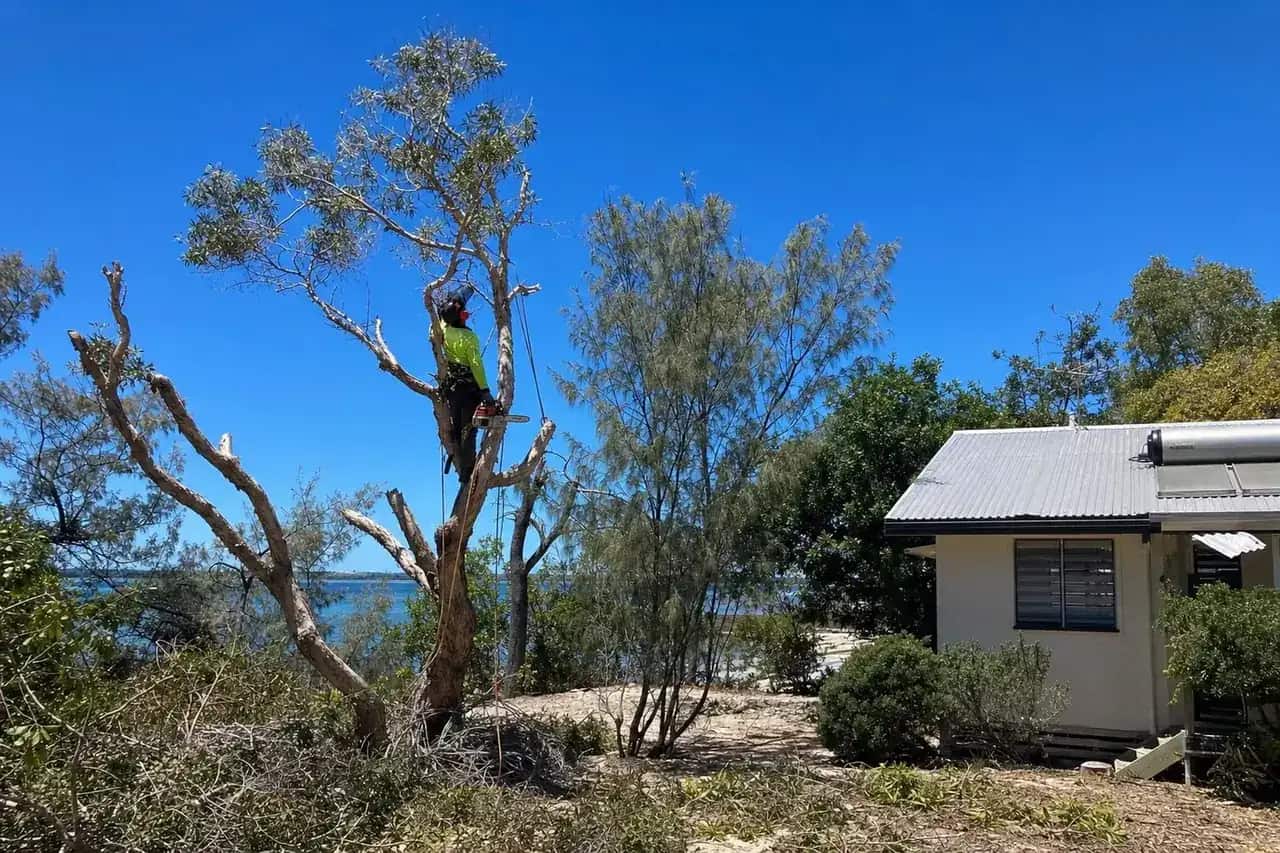Arborist pruning a paperbark beside a low set cottage on sandy ground at Bribie Island
