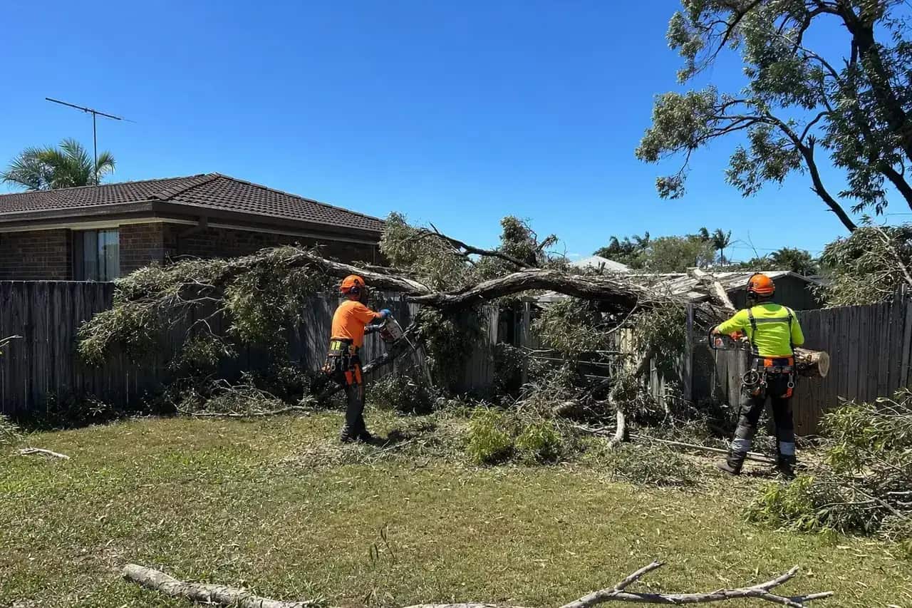 Workers cutting up a melaleuca limb brought down across a fence at Deception Bay