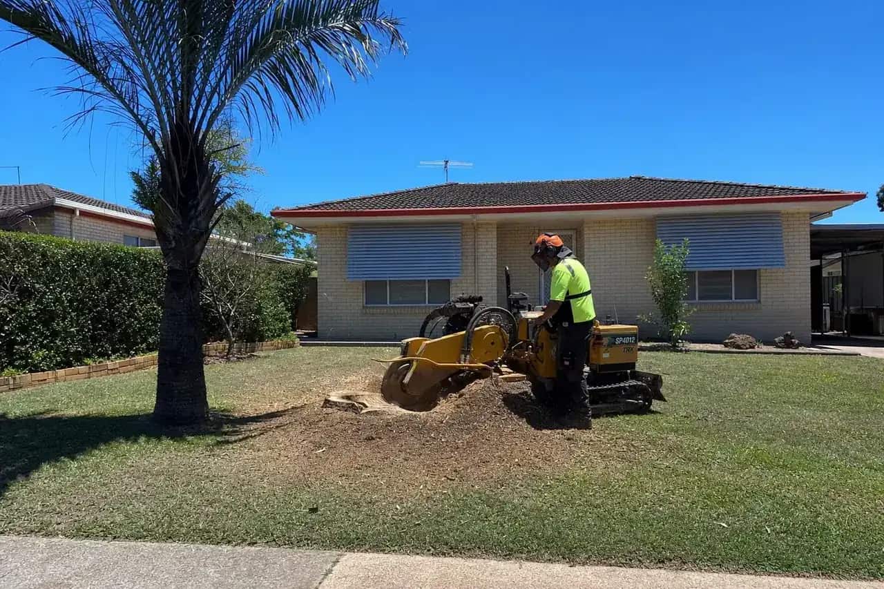 Stump grinder cutting out an old stump in the front lawn of a Kippa-Ring home