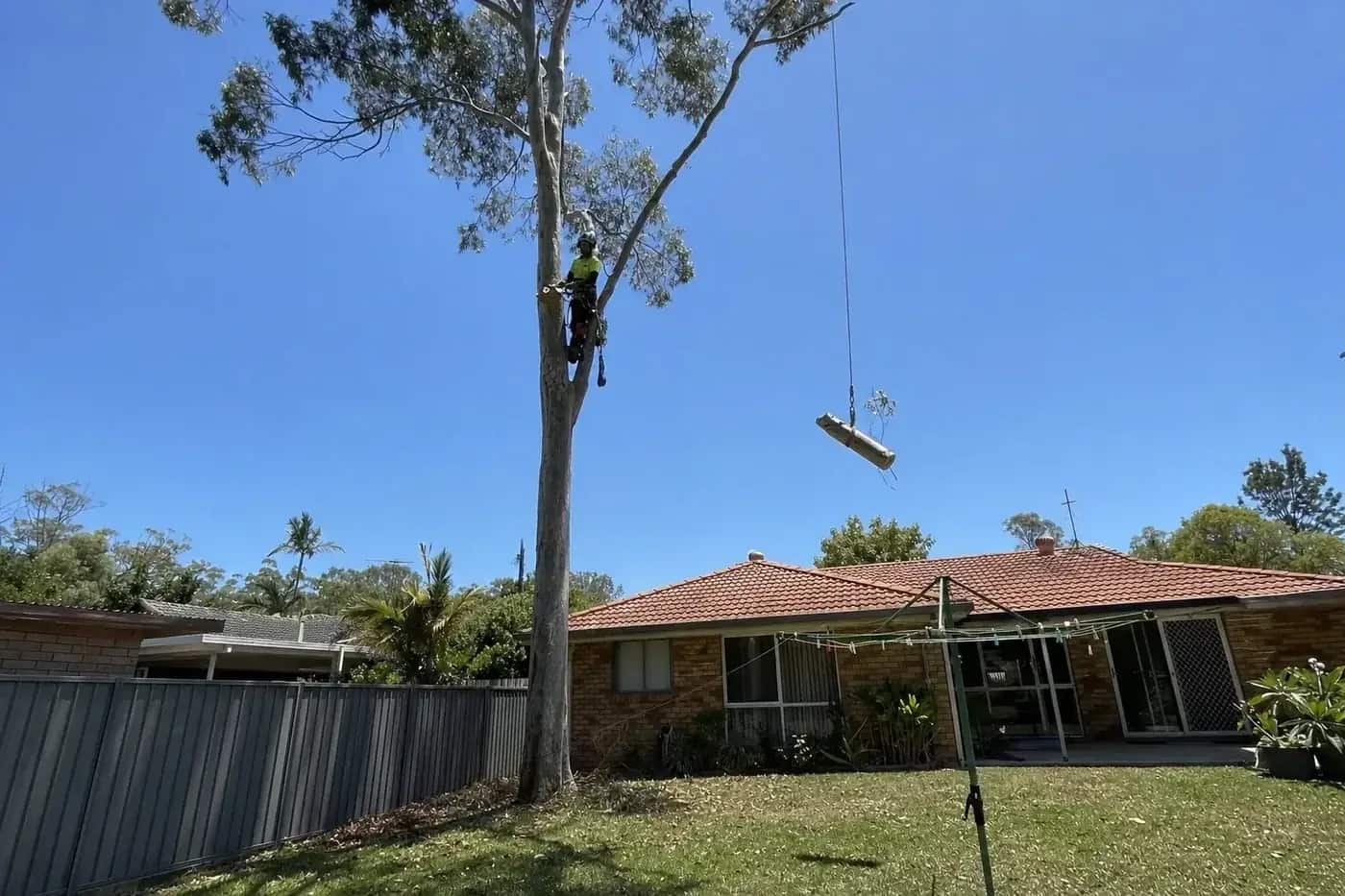 Arborist roping a section out of a tall gum behind a brick and tile Morayfield home