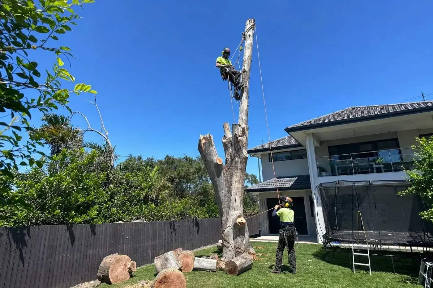 Arborists dismantling a dead gum in the back yard of a modern Narangba house