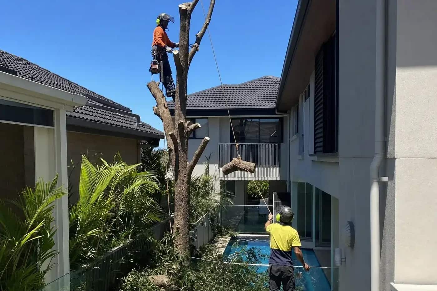 Tight access tree removal over a pool in a small North Lakes back yard