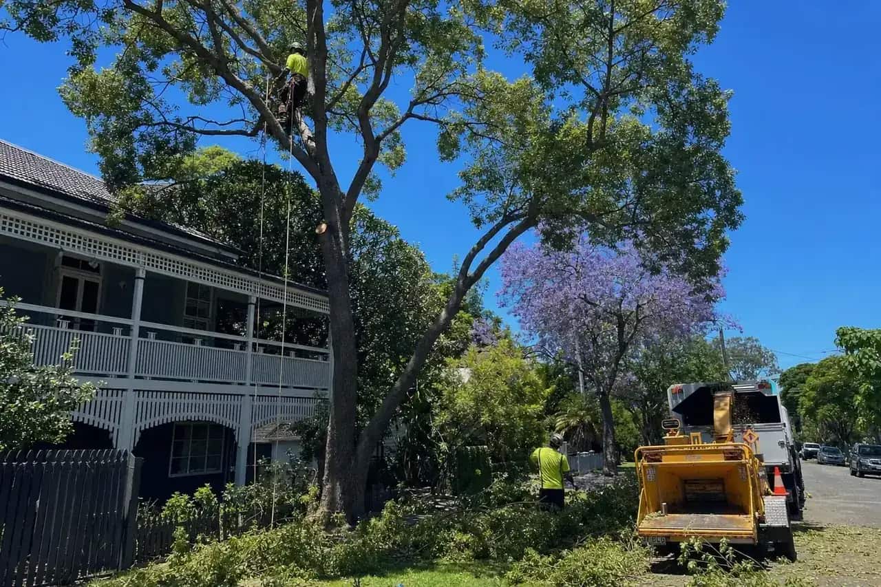 Arborist roping a limb clear of the roof of a highset Queenslander in Strathpine