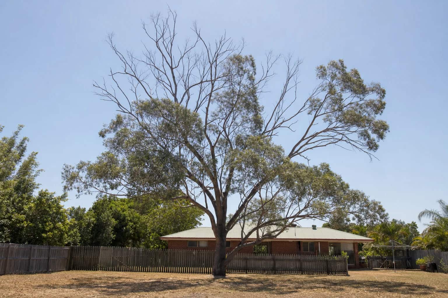 A large gum with a thin, patchy canopy and bare upper branches standing over a Queensland back yard