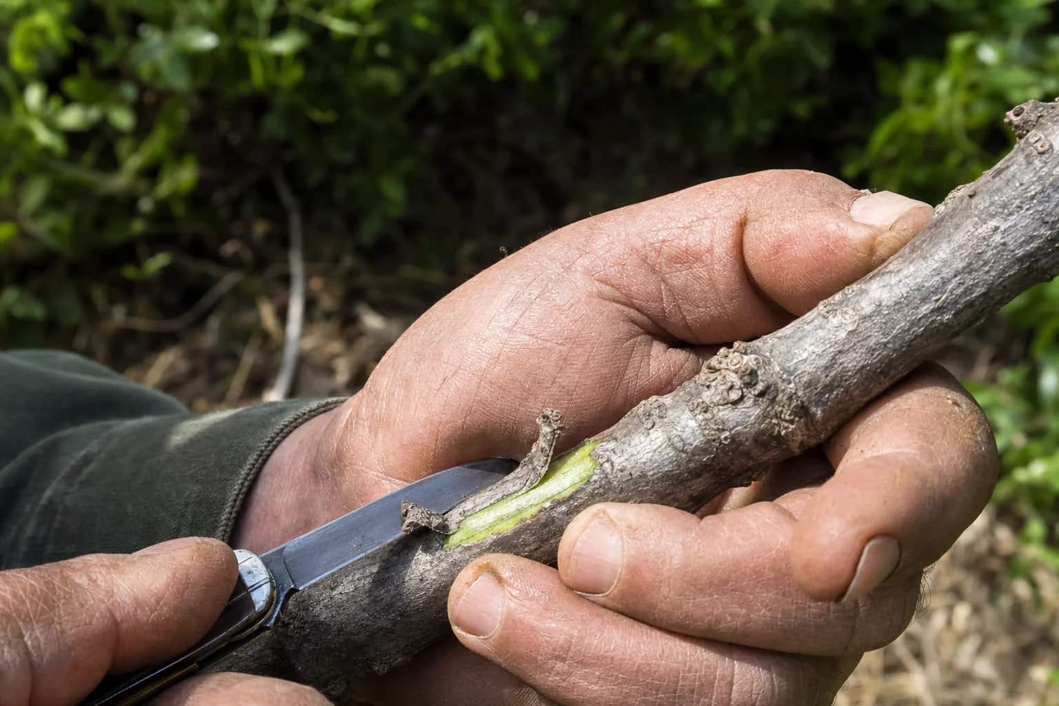 Close up of hands scraping bark from a tree branch with a pocket knife, showing the bright green living layer underneath