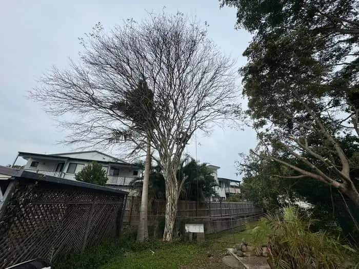Climber roped into a bare tree between two Queensland houses, chainsaw on the harness