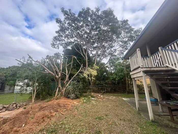 Tree cut back hard beside a Queenslander with the yard raked clean afterwards