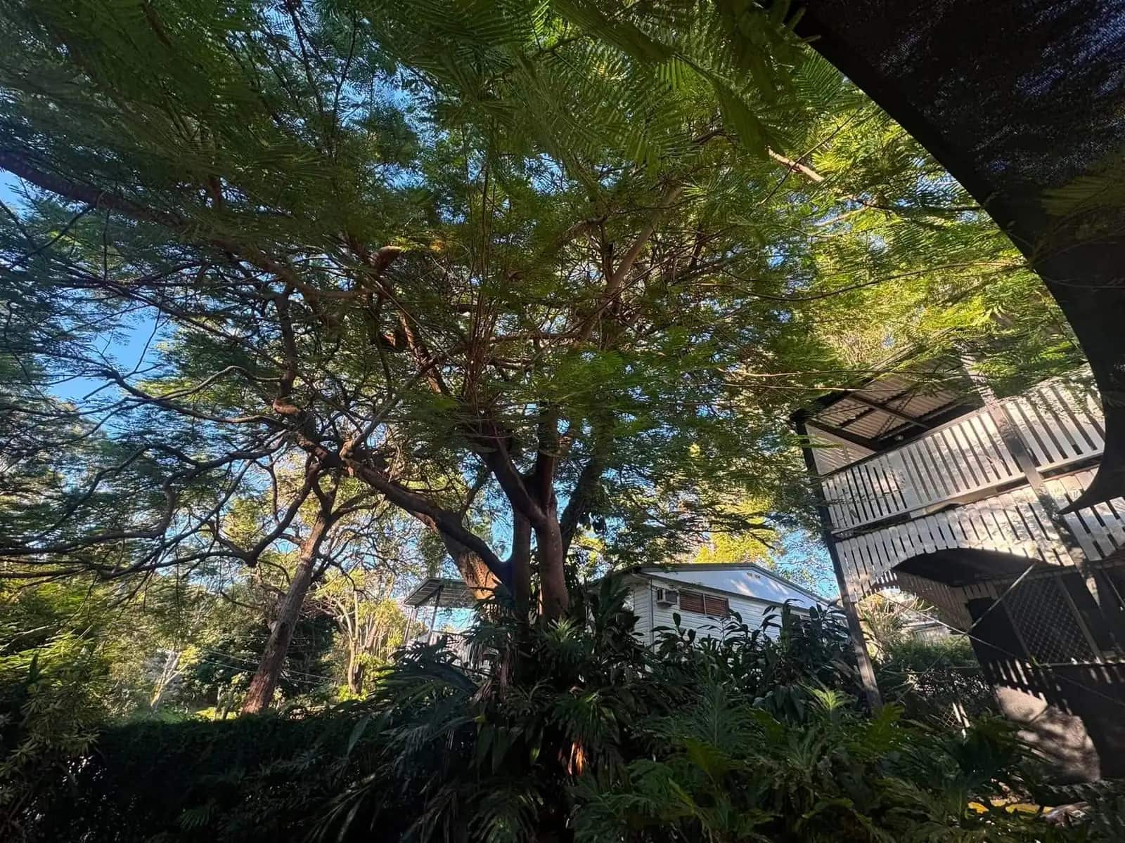 Looking up into the canopy of a large gum on a Queensland property