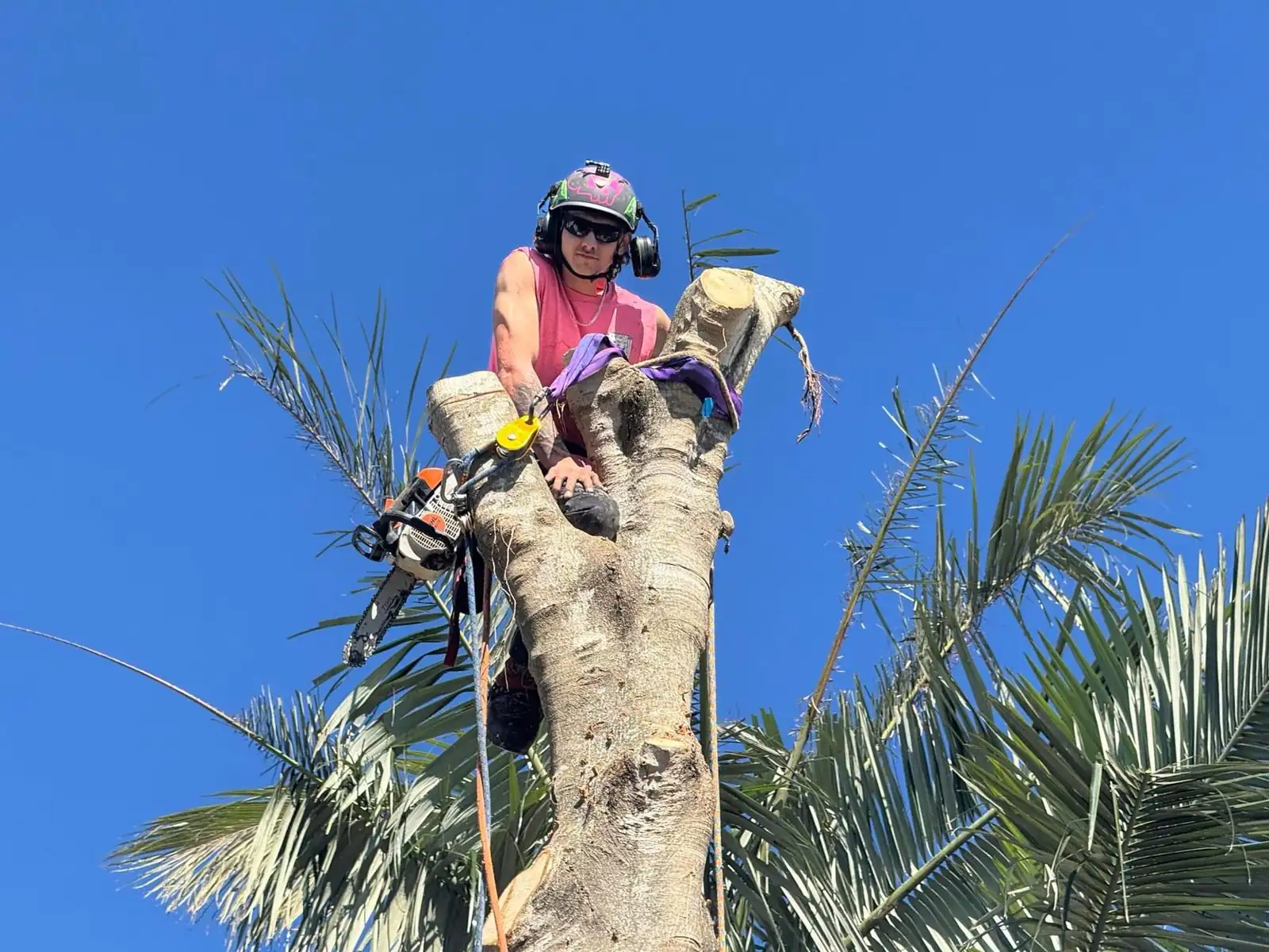 Tree crew working at height above a Queensland property