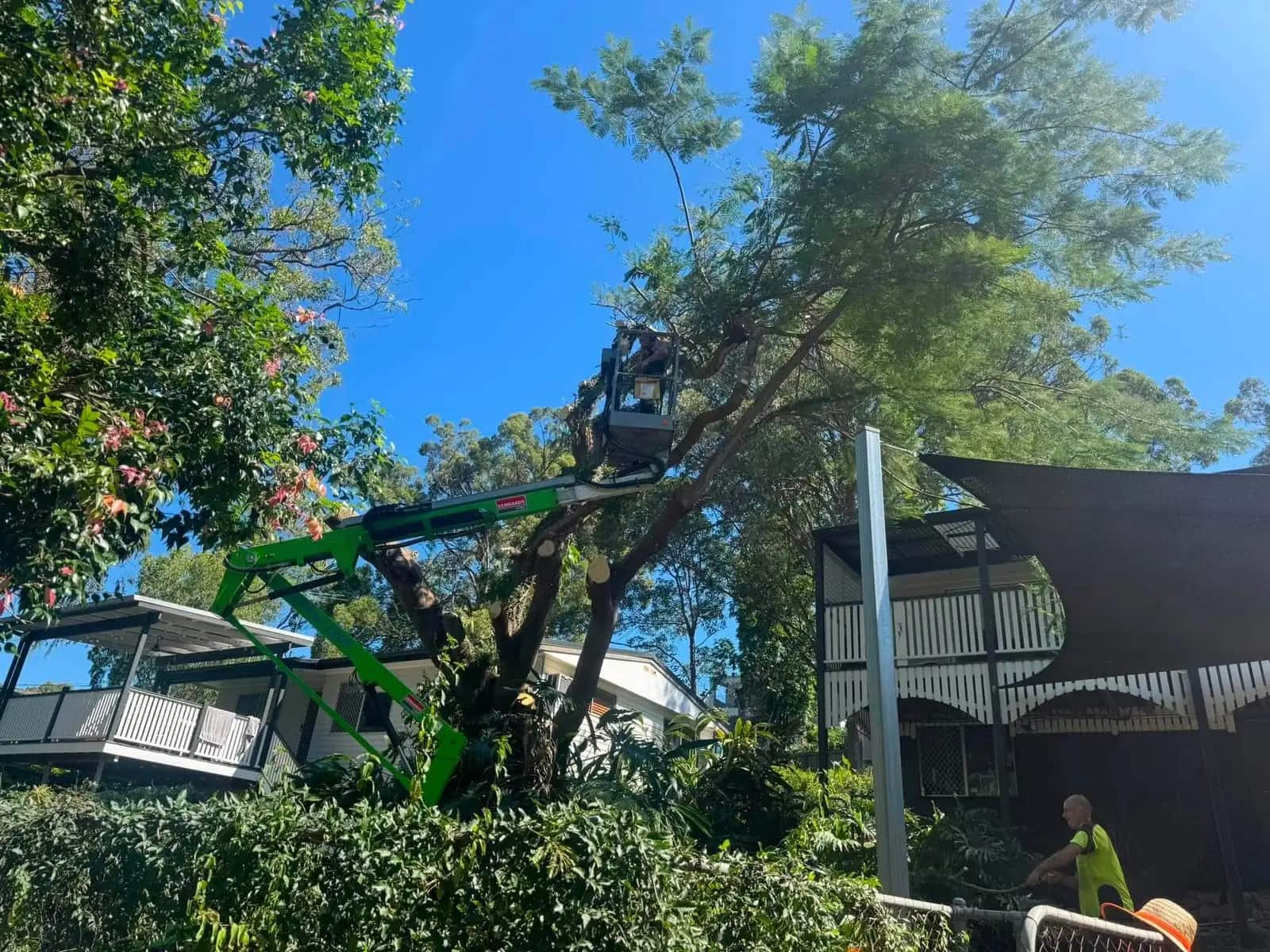 Arborist working from an elevated platform to remove a large tree between two Queensland homes
