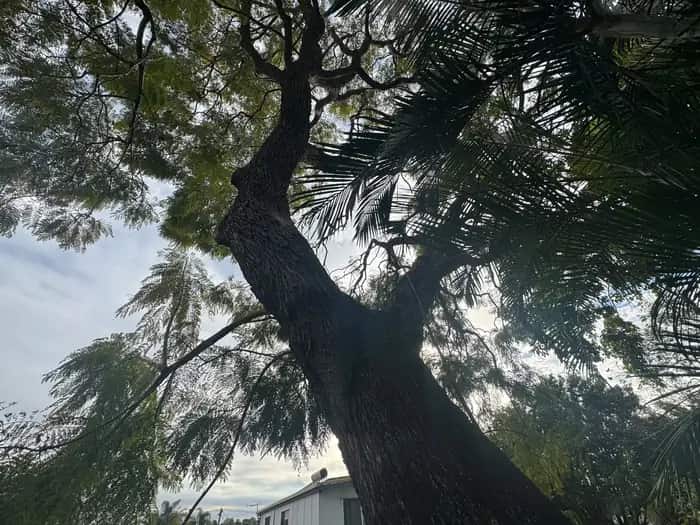 Looking up the trunk of a large leaning tree overhanging a Queensland house before storm season