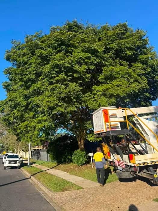 Arborist roped into a canopy carrying out pruning work