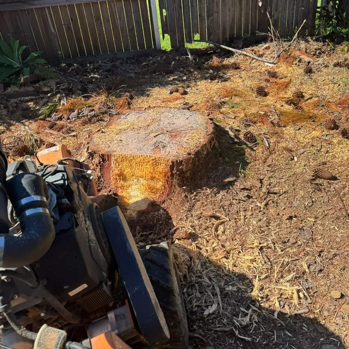 Stump grinder cutting head in at the face of a large pine stump in a back yard