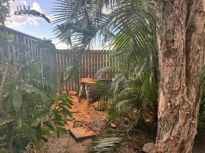 Freshly cut tree stump ground low against a timber boundary fence in a narrow Queensland back yard