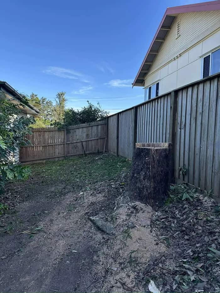 Freshly cut tree stump hard against a boundary fence in a narrow side yard