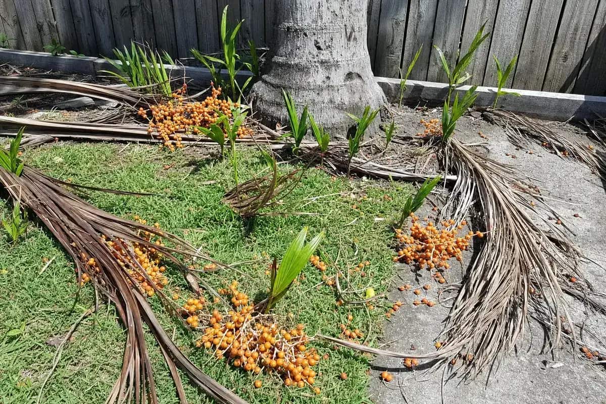 Fallen cocos palm seed pods and dead fronds across a lawn and path, with palm seedlings coming up through the grass