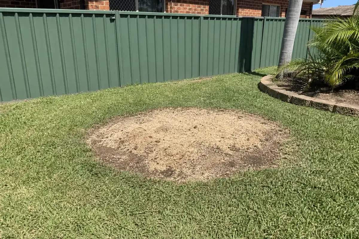 Freshly ground stump in a Queensland back lawn, the hole backfilled level with pale grindings and soil