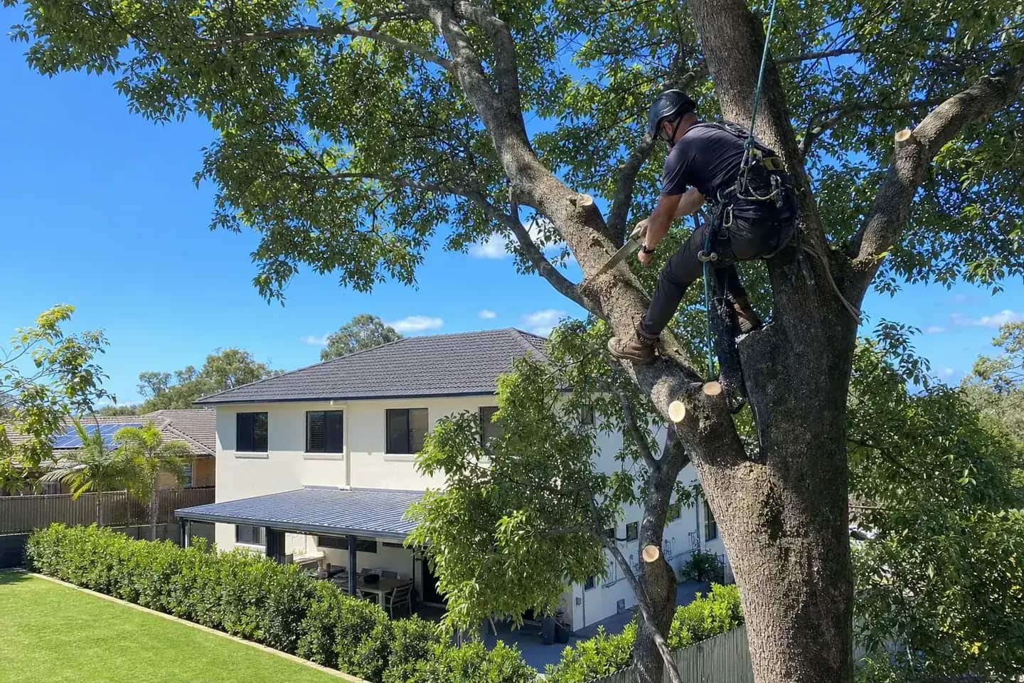Arborist in a harness pruning a branch back to the trunk in the canopy of a shade tree above a Caboolture back yard