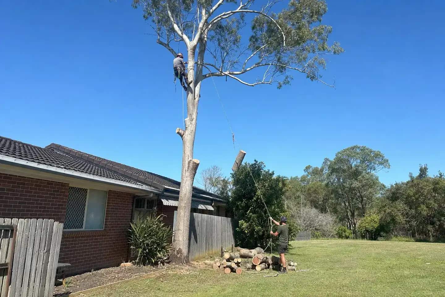 Climber sectioning a tall gum beside a Queensland brick home while a groundsman lowers a cut piece