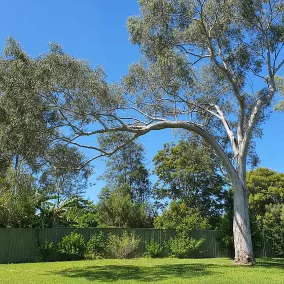 Backyard eucalypt with a long heavy limb reaching over a lawn