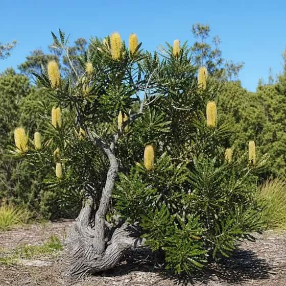 Coastal banksia with a gnarled trunk and upright yellow flower cones