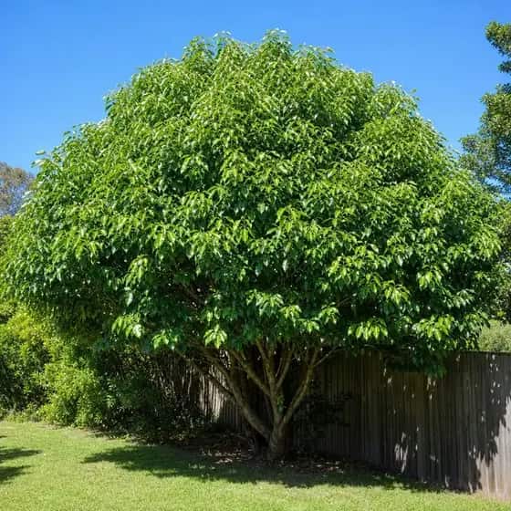 Camphor laurel grown up along a suburban back fence