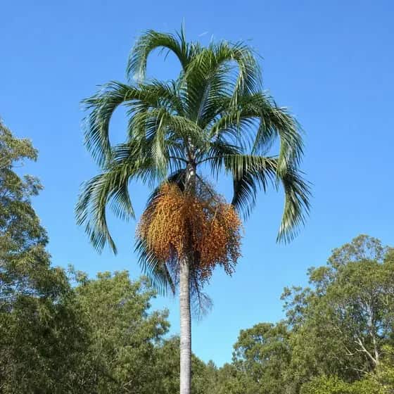 Cocos palm with hanging clusters of orange seed pods