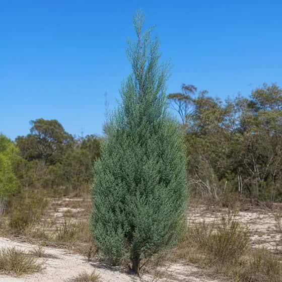 Coastal cypress pine with fine blue-green needle foliage in sandy soil
