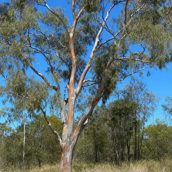 A mature forest red gum with orange and grey bark standing in open Queensland bushland under a clear sky