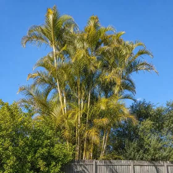 Clump of golden cane palm grown above a suburban fence