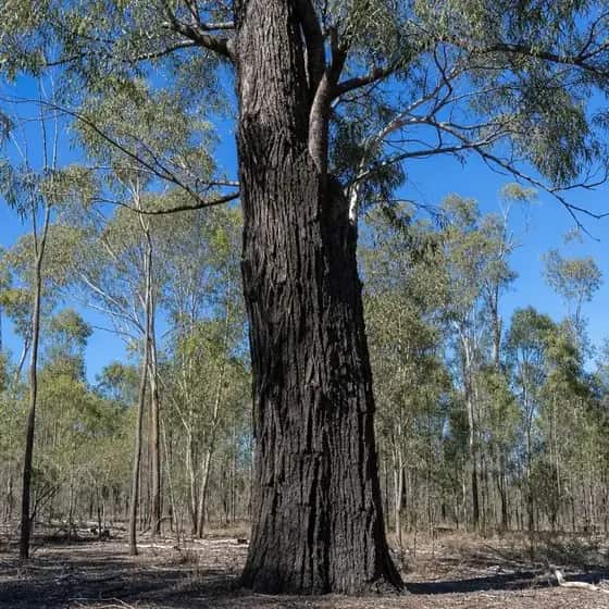 Grey ironbark with deeply furrowed near-black bark