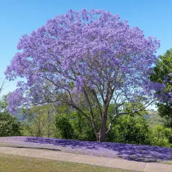 Jacaranda in full purple flower with blossom fallen beneath it