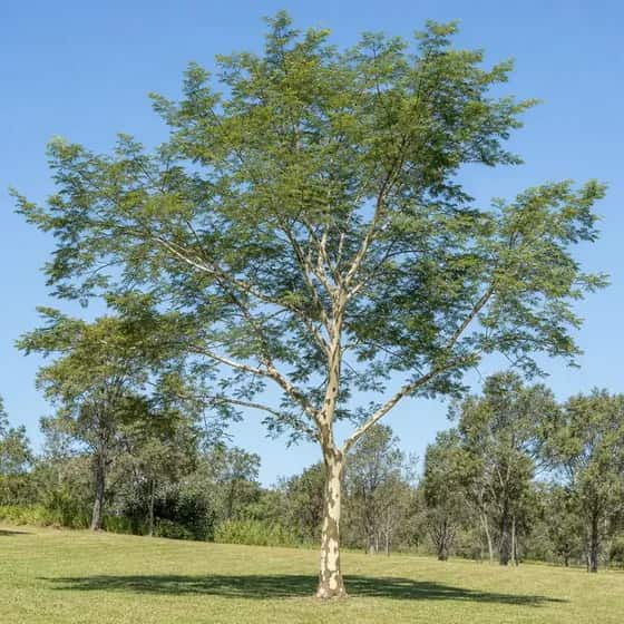 Leopard tree with a mottled cream and olive patterned trunk