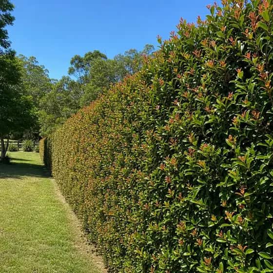 Lilly pilly hedge with glossy leaves and accenty new growth