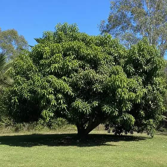 Old backyard mango tree with a heavy rounded canopy