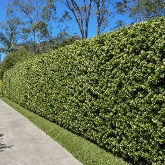 Murraya hedge grown into one solid woody mass along a fence