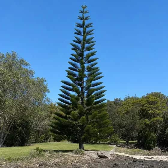 Norfolk Island pine with symmetrical tiers of horizontal branches