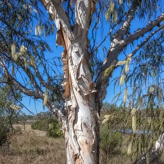 Paperbark melaleuca with layered white papery bark