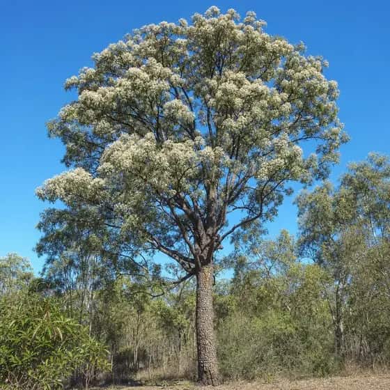 Pink bloodwood with tessellated grey-brown bark and creamy blossom