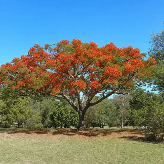Poinciana with a flat umbrella crown of scarlet flowers