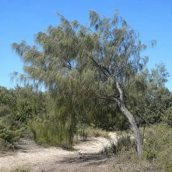 Coastal she-oak leaning from the onshore wind