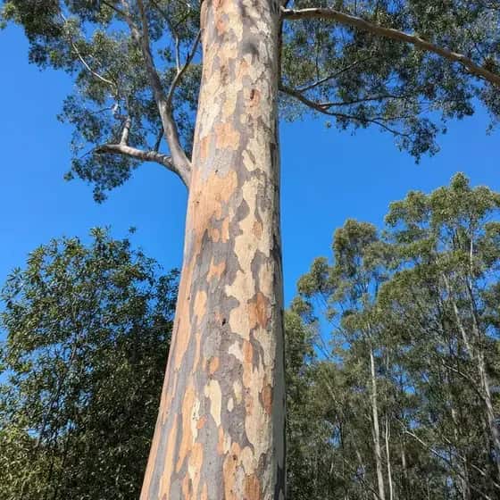 Mature spotted gum with a smooth mottled trunk
