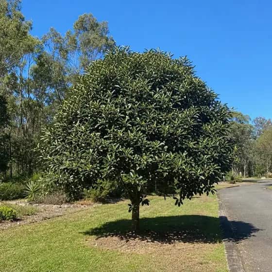Tuckeroo growing on a suburban nature strip