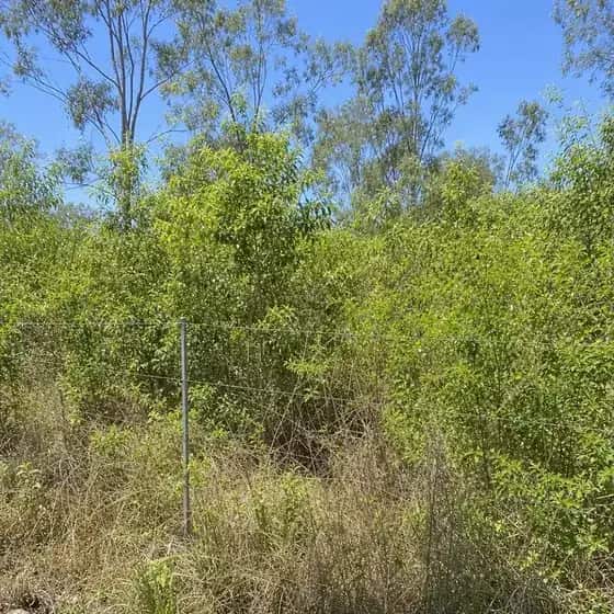 Thick wattle and lantana regrowth closing in on a wire fence line