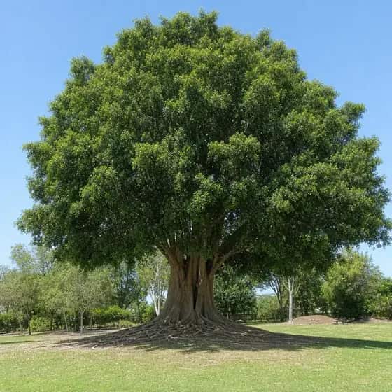 Large Hill's weeping fig with a wide buttressed trunk